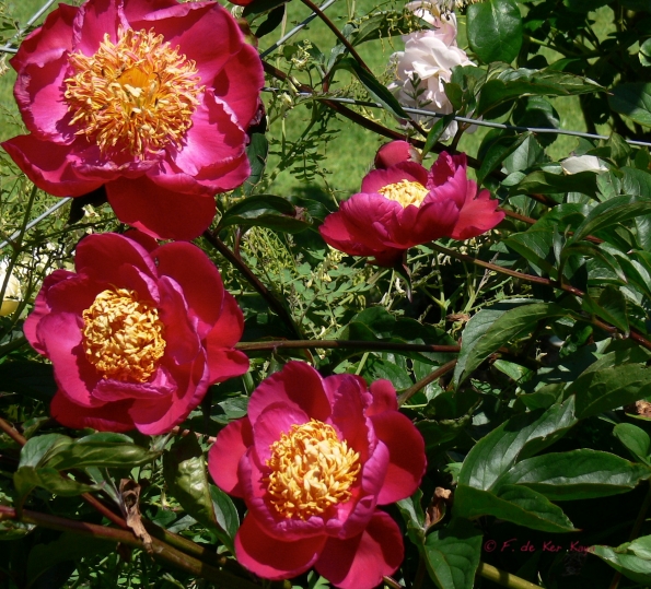 Bois des Moutiers (100) Juin 2012